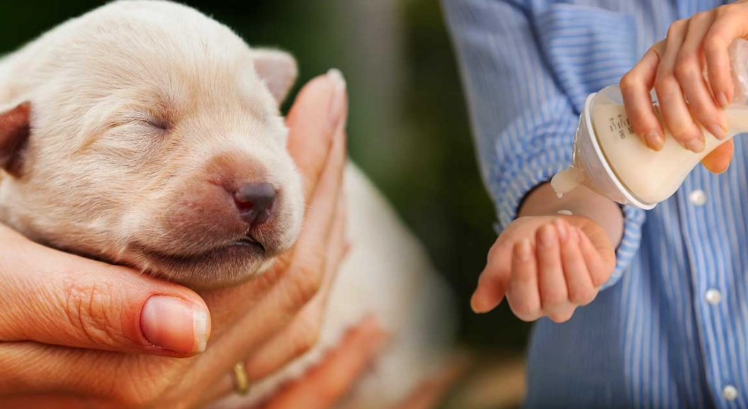 puppy feeding schedule