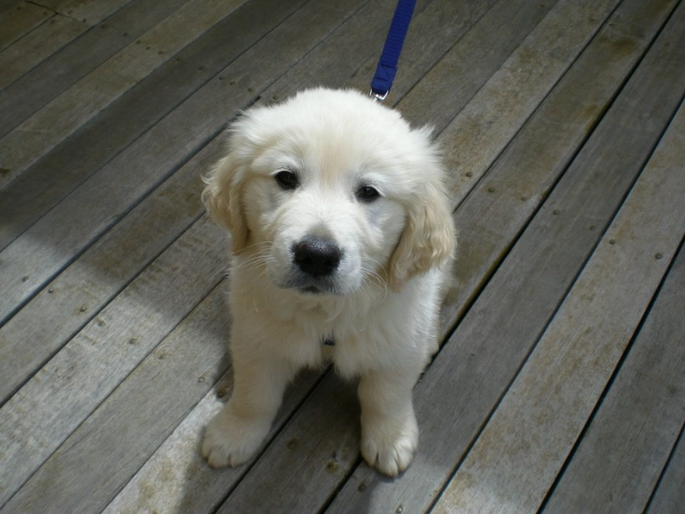 puppy adoption age puppy adoption age