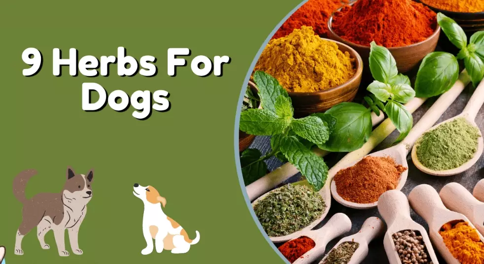 herbs for itchy dog skin