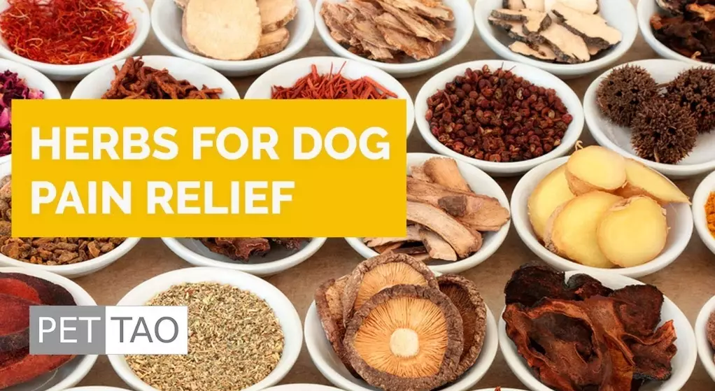 dog skin infection herbs