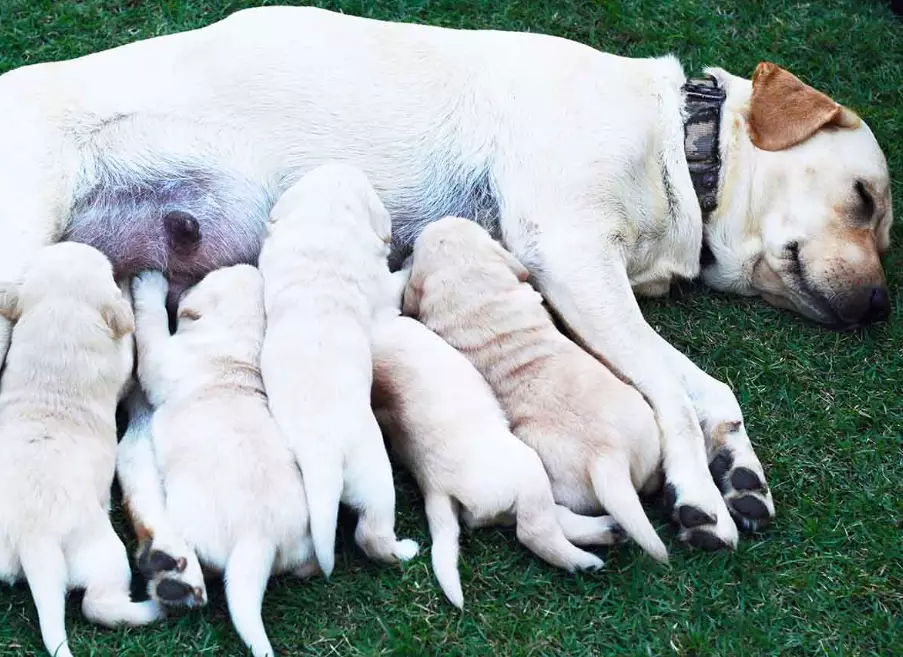 when can puppies leave mother