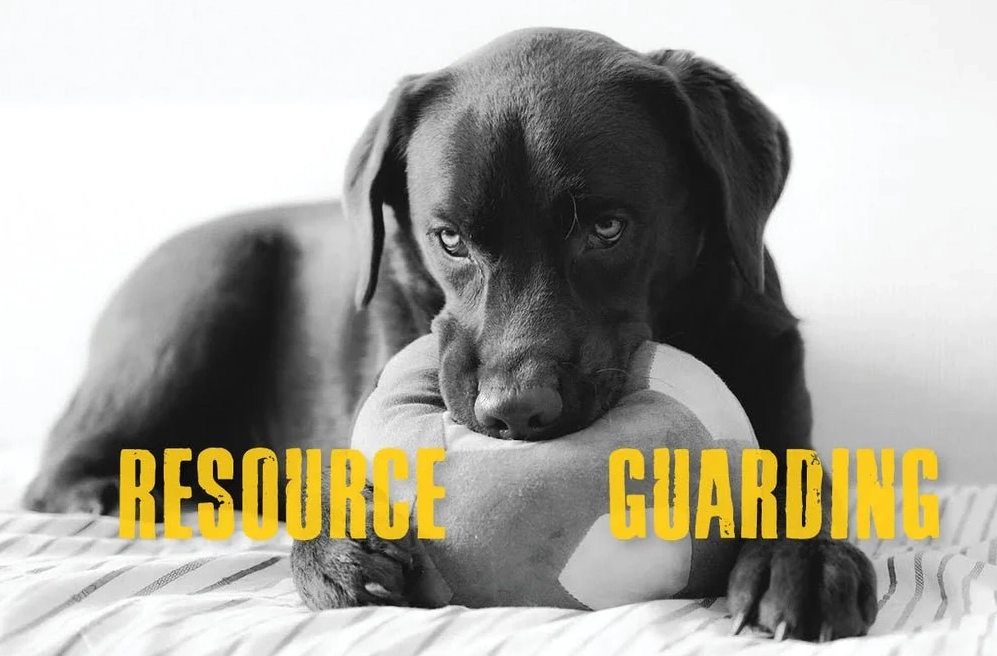 dog breeds that guard resources dog breeds that guard resources