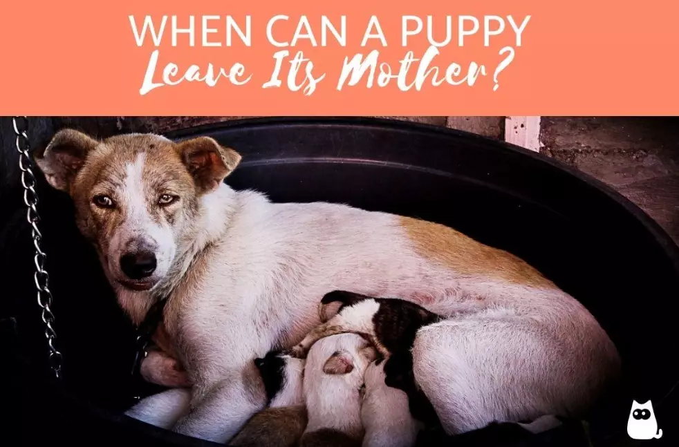 when can puppies leave mother