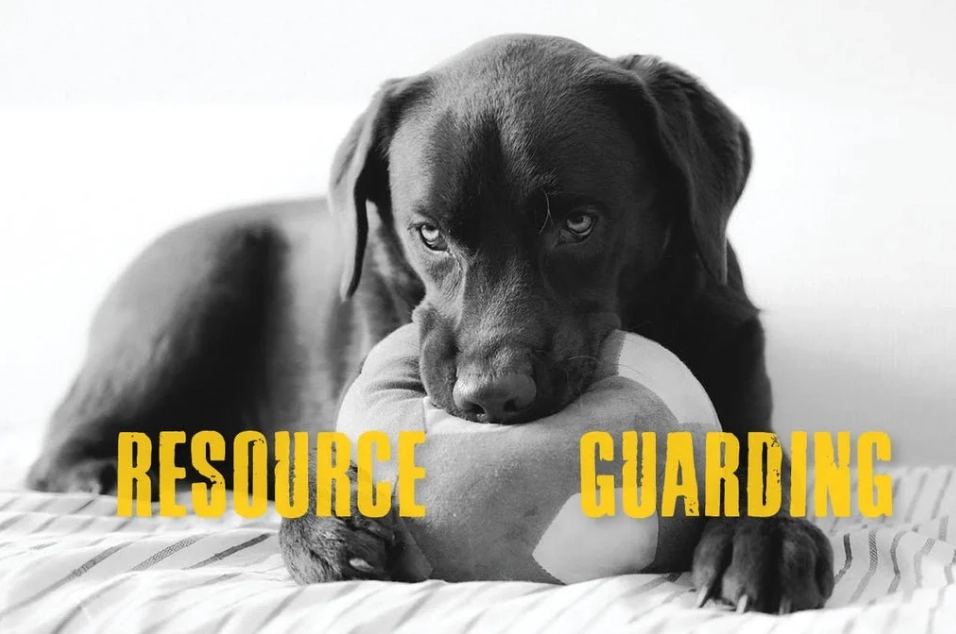 Dog resource guarding bed
