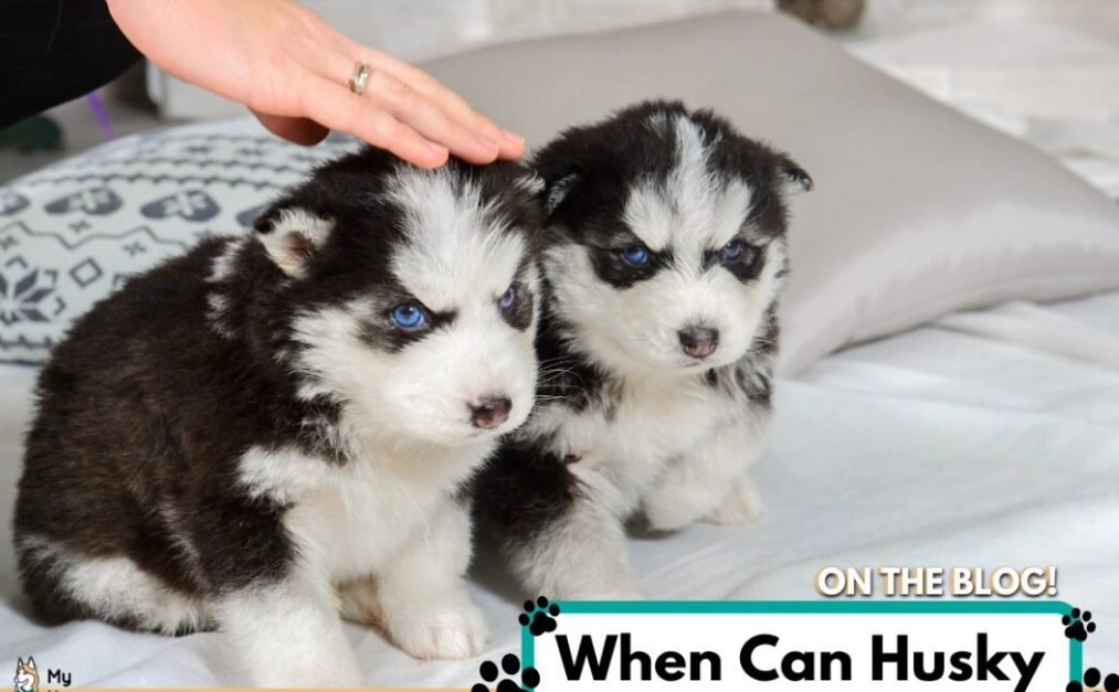 separating puppies from mother