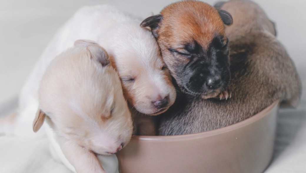 puppy separated too early