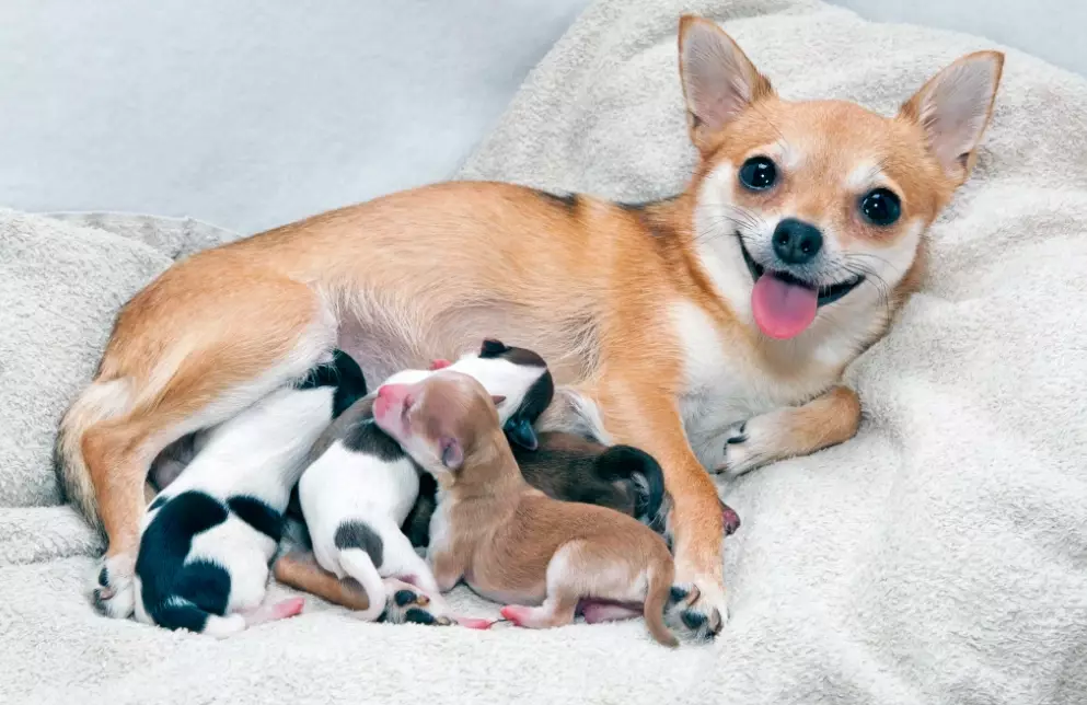 6 week old puppy separation