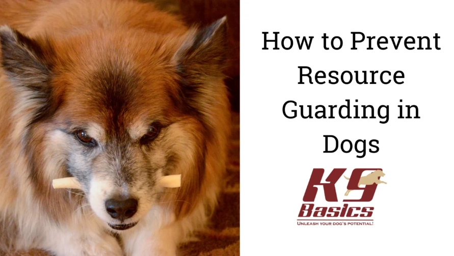 dog resource guarding