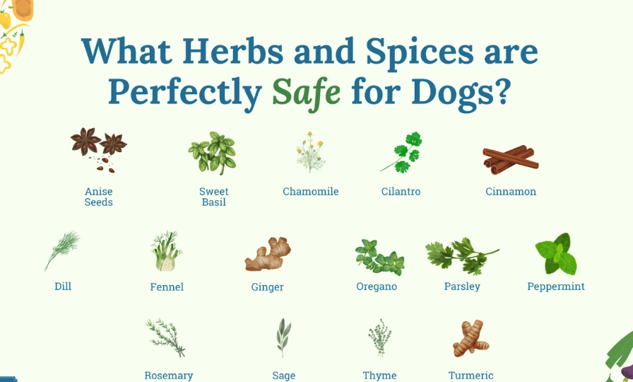 safe herbs for dogs