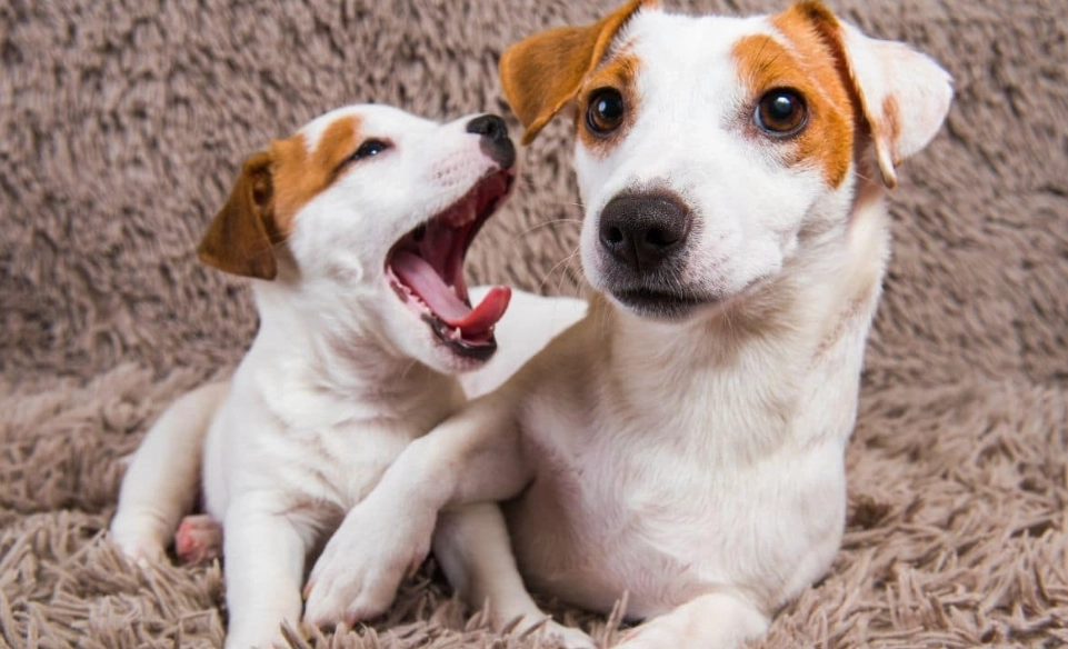 puppy leaving mother 6 weeks