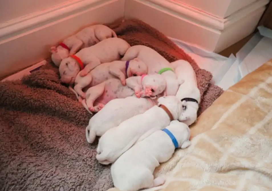 puppy leaving mother 7 weeks