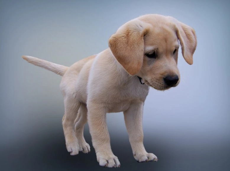 12 week old puppy behavior 12 week old puppy behavior