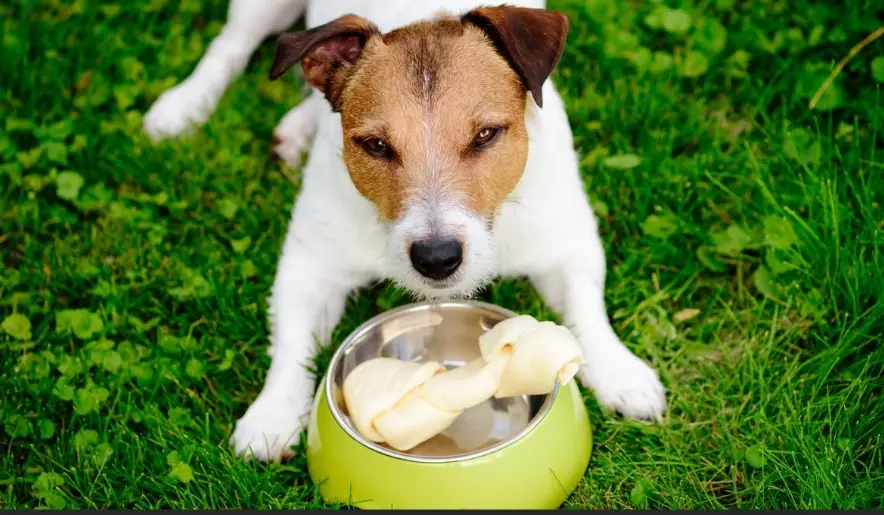 dog resource guarding bed dog resource guarding bed