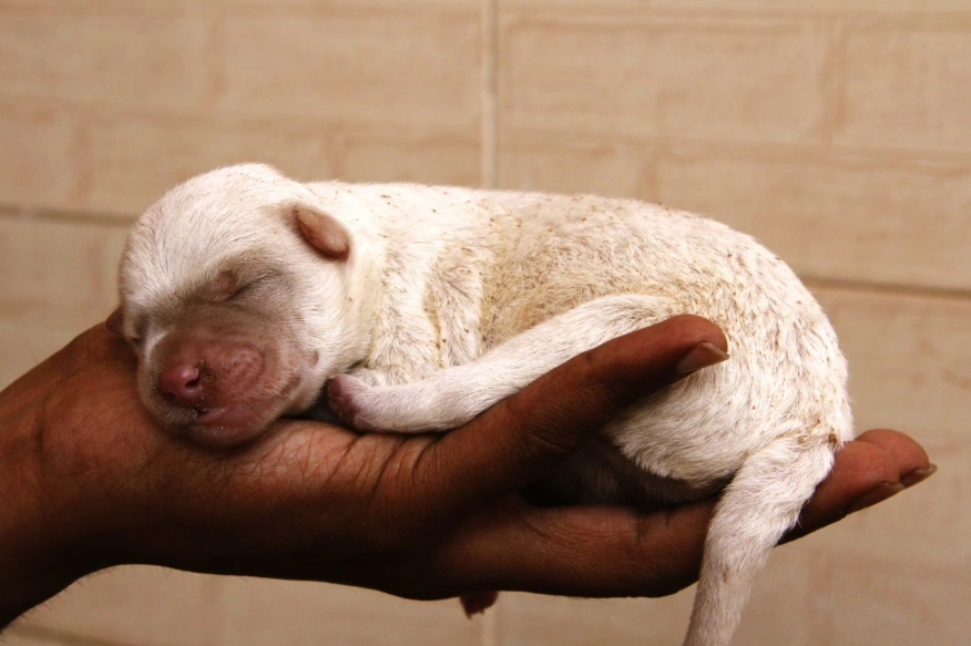 socialization period puppies