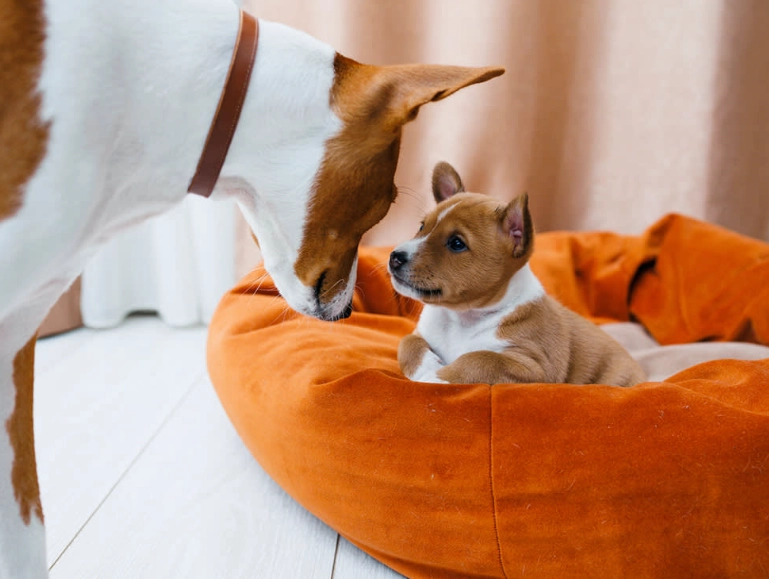 wild puppy weaning age