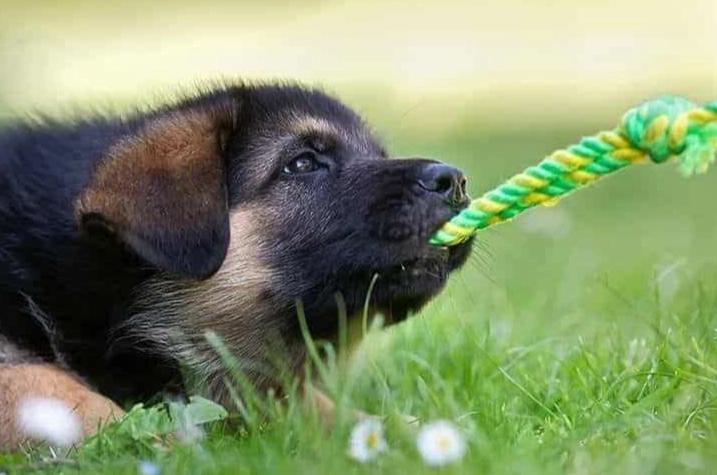 when can puppies leave their mother