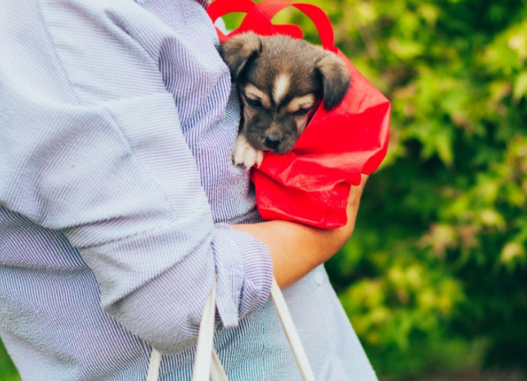 early weaning in puppies