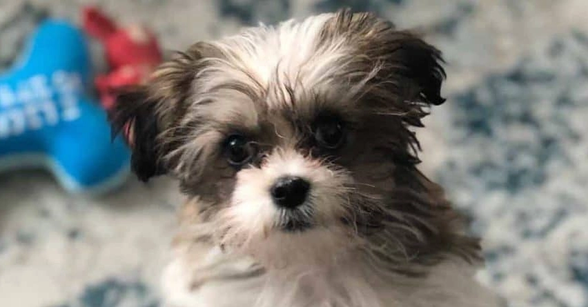 puppy leaving mother age