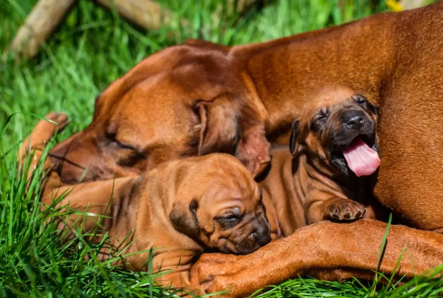 early weaning puppies