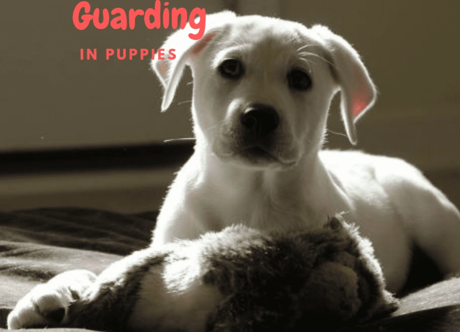 resource guarding training