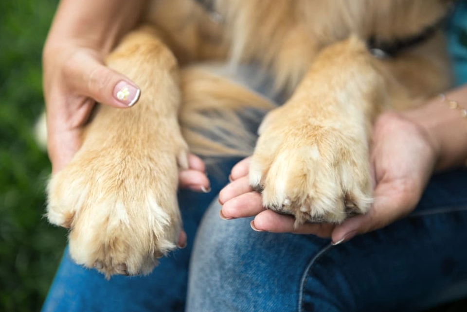 dog paw pad injury