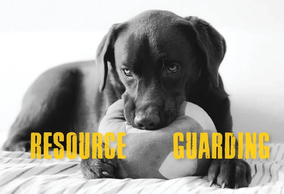 how to stop dog guarding owner