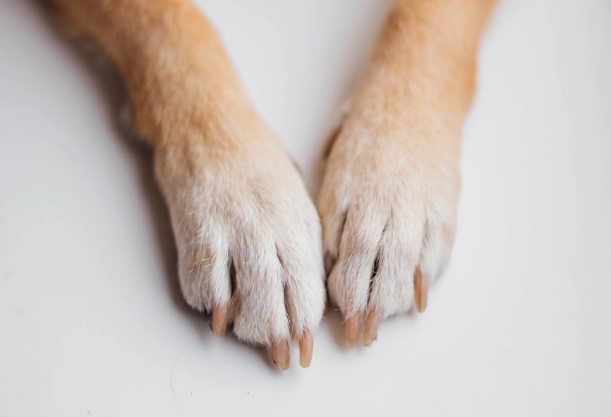 clean dog paws after walk clean dog paws after walk
