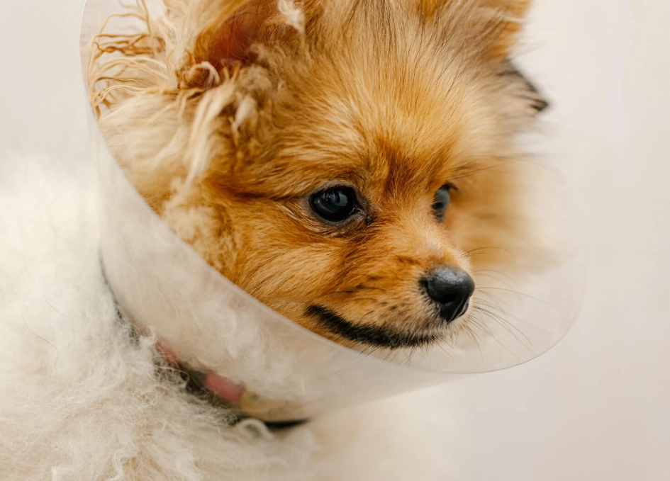 Alternatives for a dog cone without a