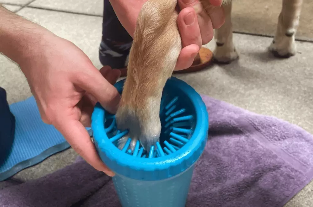 dog paw cleaning dog paw cleaning