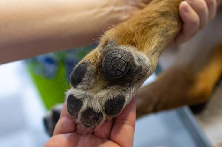 Dogs paws are rough and cracked