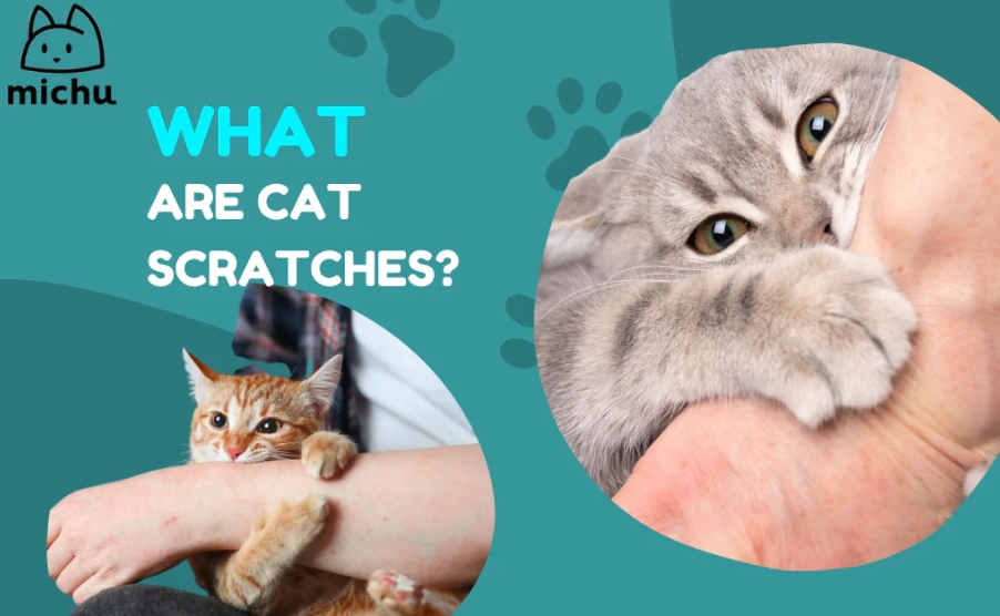 cat scratch antibiotic cat scratch antibiotic