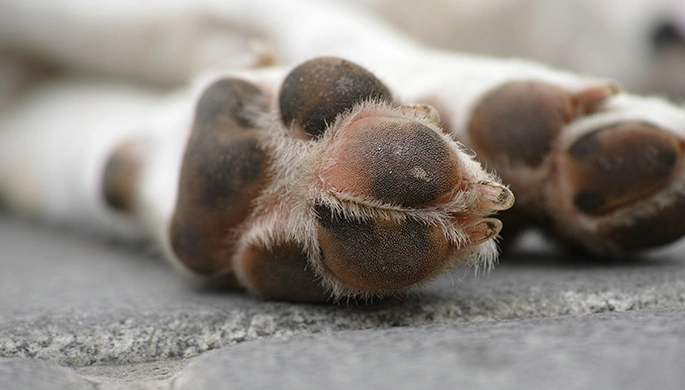 rough dog paws