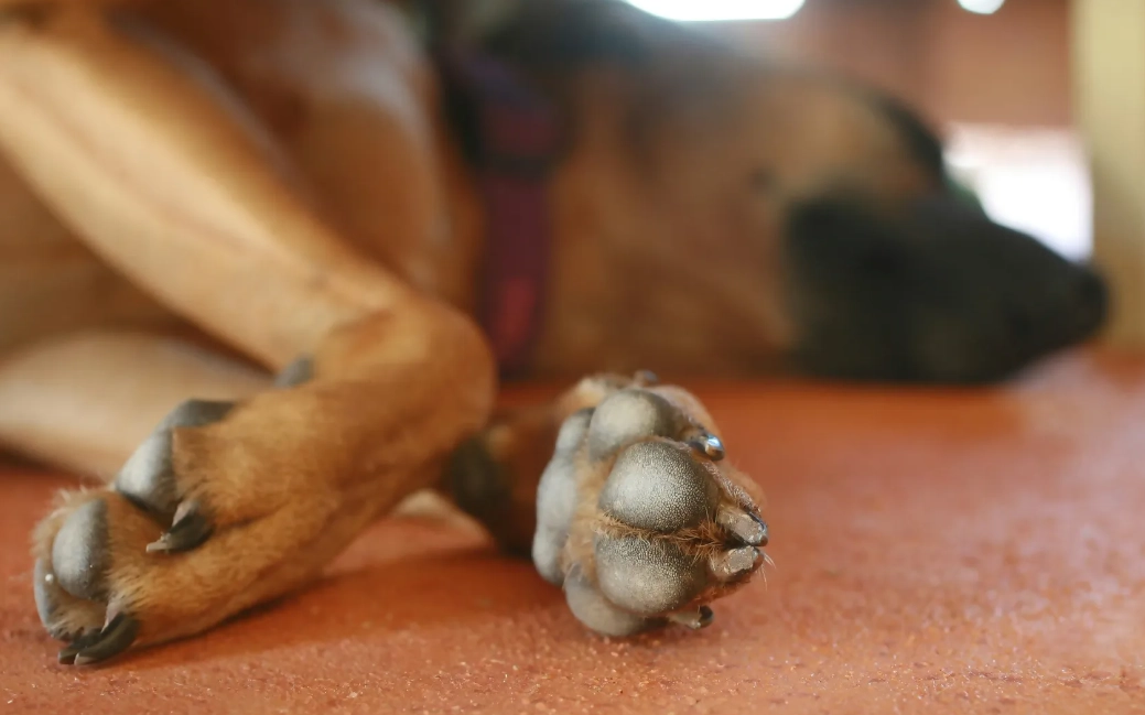 dog paw care