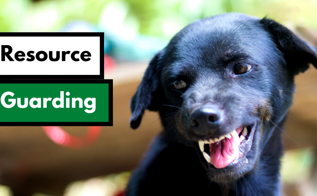 dog resource guarding