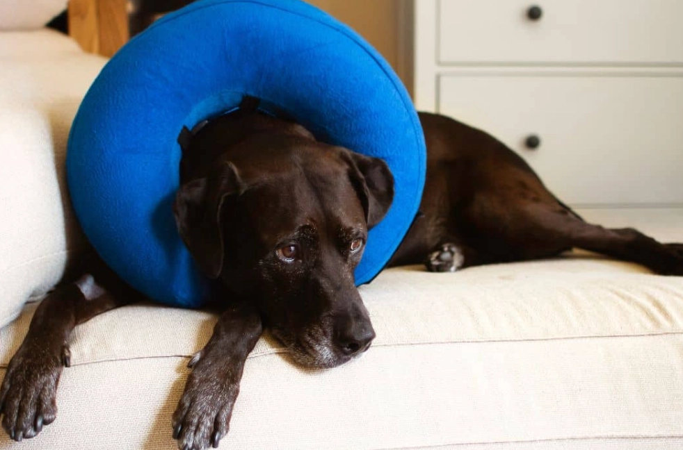 inflatable dog collar