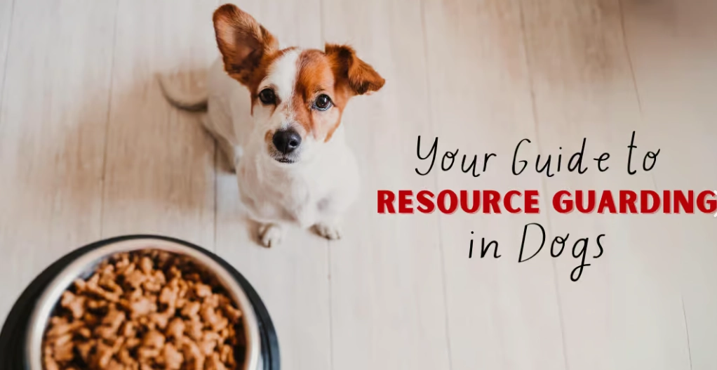 dog resource guarding causes