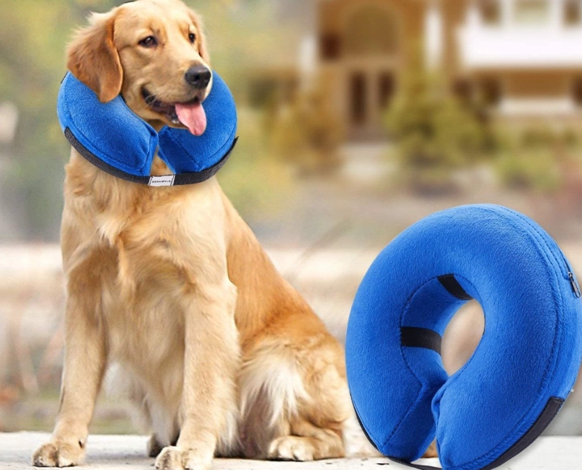 how to put a shirt on a dog