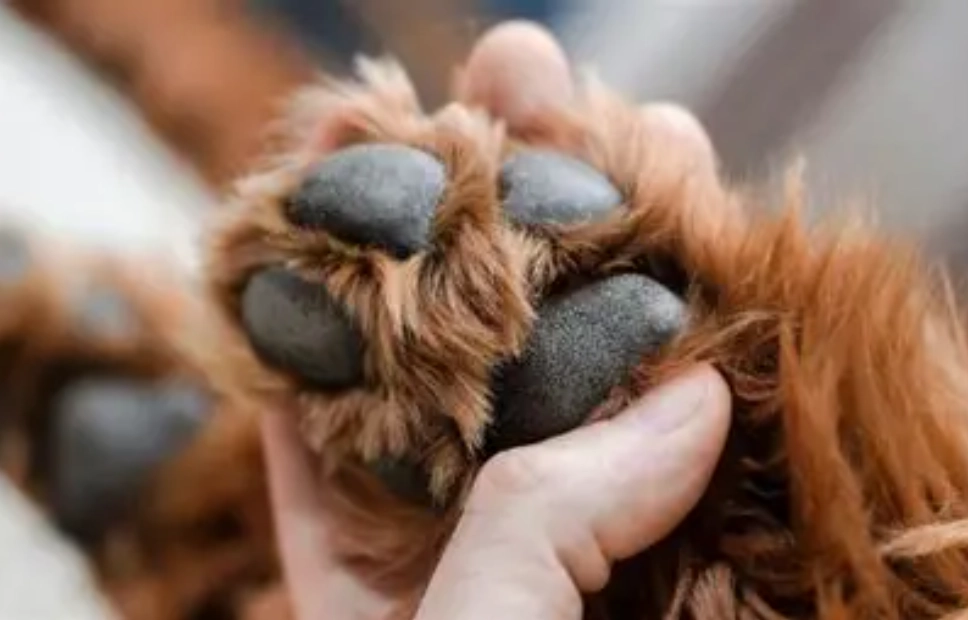 how to protect dog paws