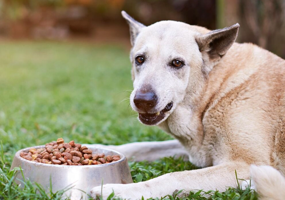 food aggression in dogs food aggression in dogs