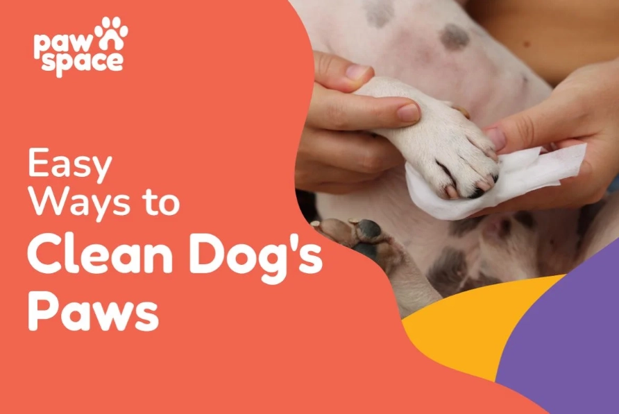 clean dog paws after walk clean dog paws after walk