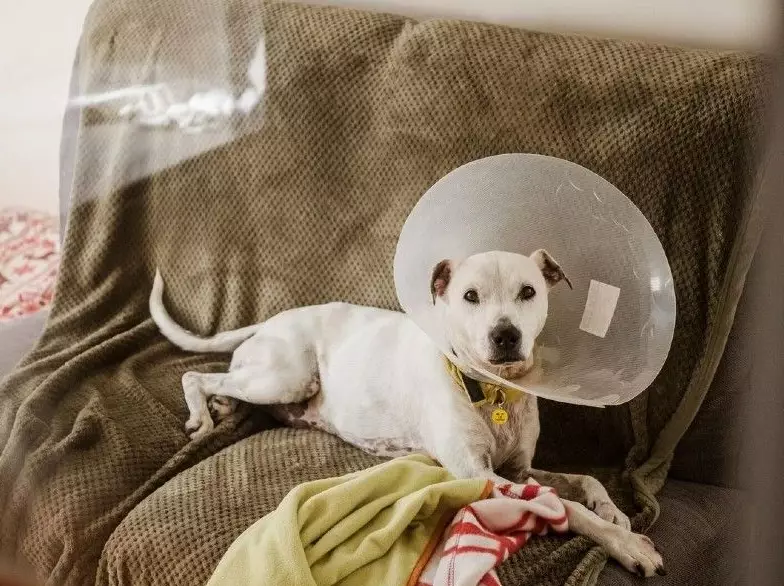 dog cone alternatives