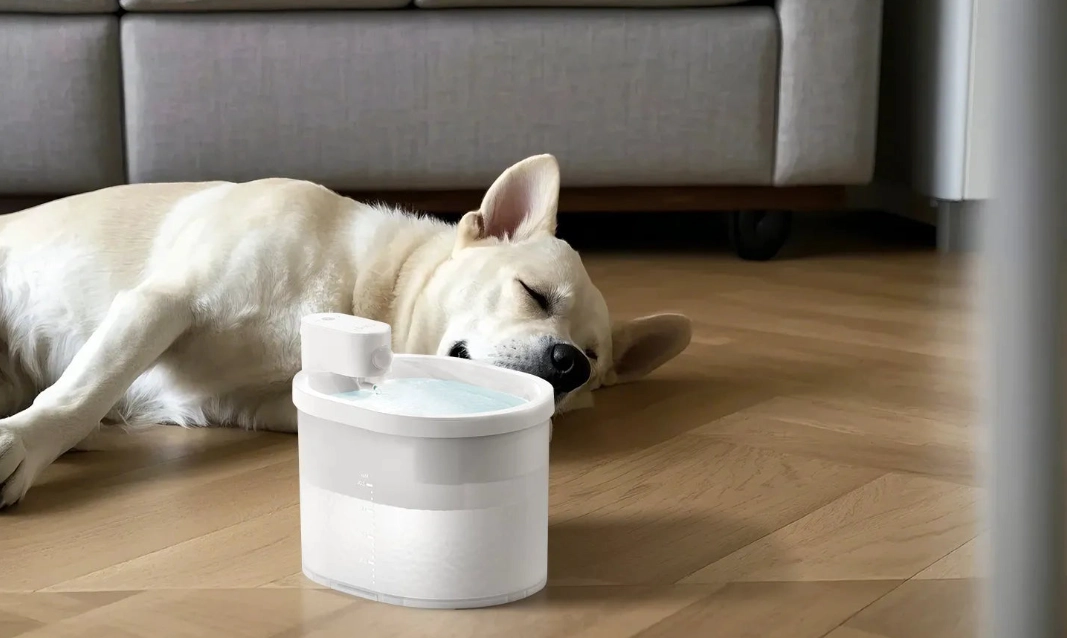 clean dog paws clean dog paws