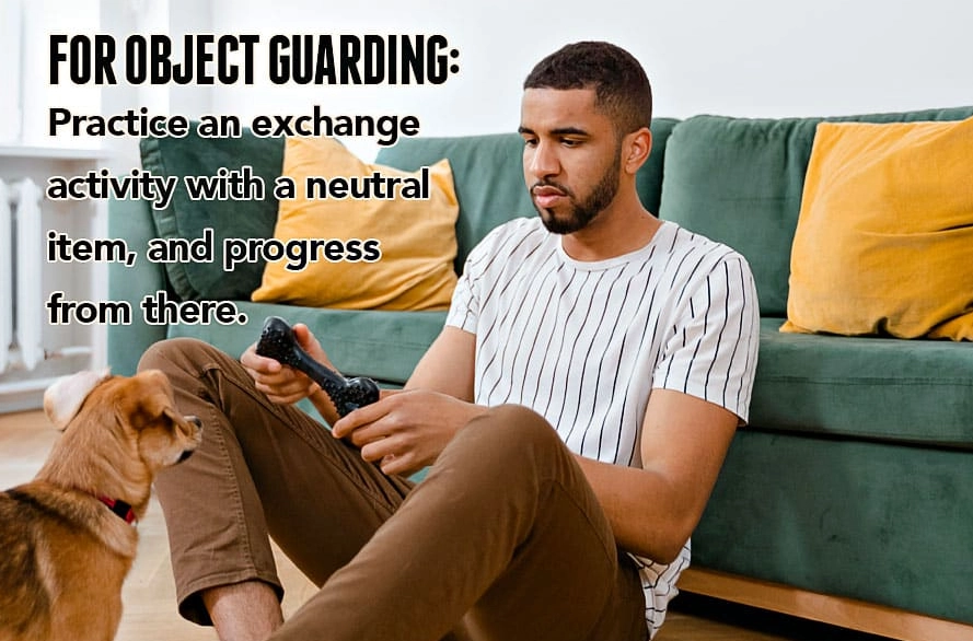 dog resource guarding causes