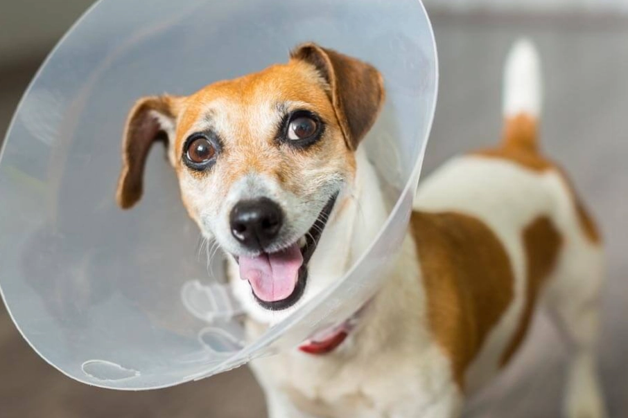 recovery suit for dogs