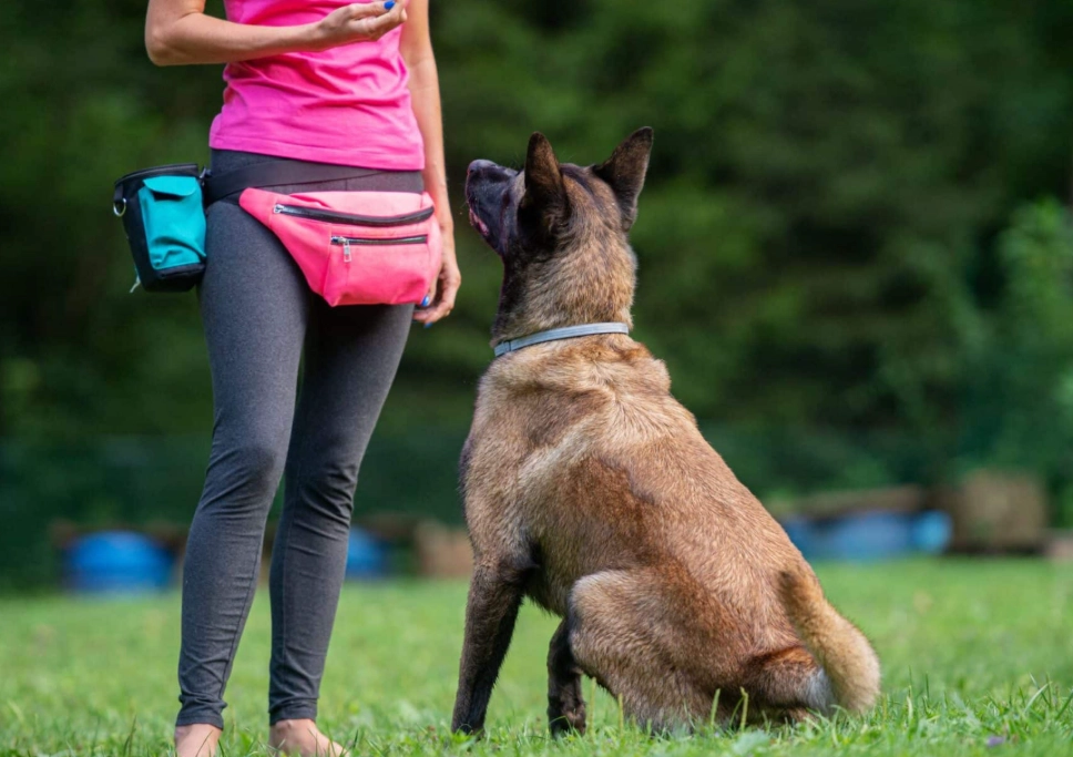 how to stop resource guarding in dogs