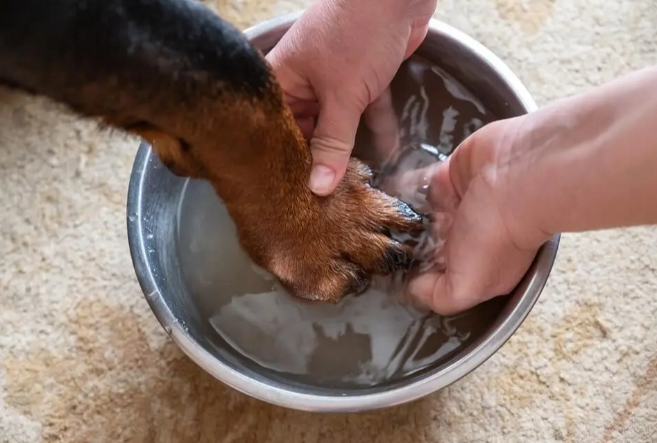 dog paw cleaning dog paw cleaning