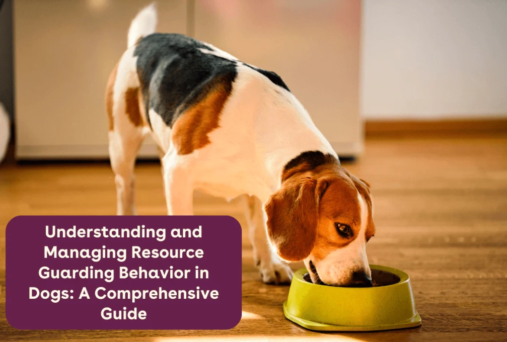 professional dog trainer for aggression