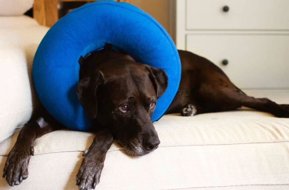 dog cone alternative