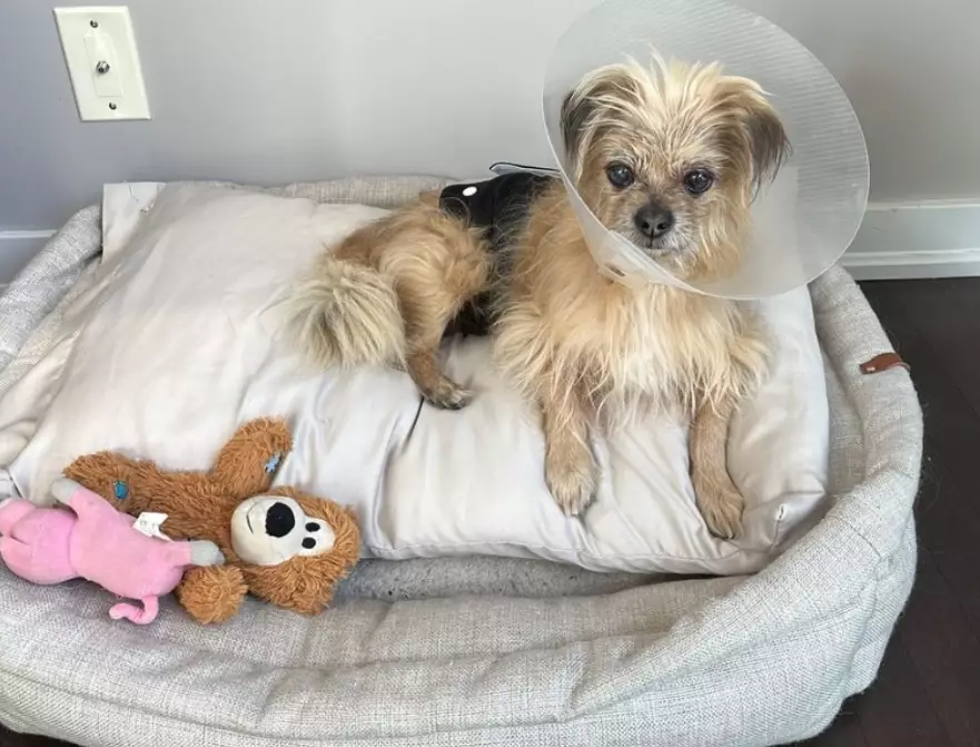 post-surgery dog care