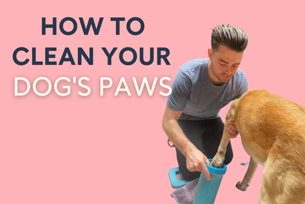 clean dog paws clean dog paws